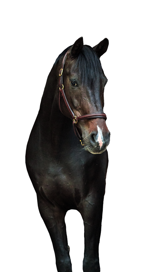 Dunkelbraunes Pferd – Symbol der 'Basic Line' von Bukephalos Minerals für tägliche Mineralstoffversorgung.