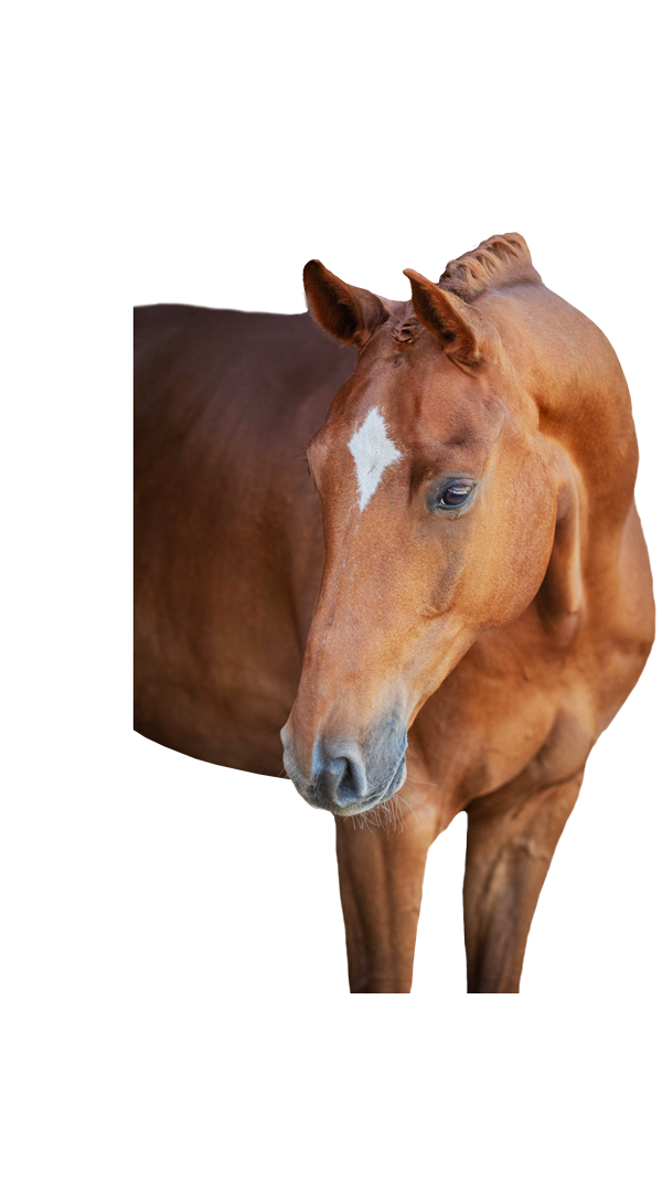 Fuchsfarbenes Pferd – Symbol der 'Happy Line' von Bukephalos Minerals für individuelle Ergänzungsfuttermittel.